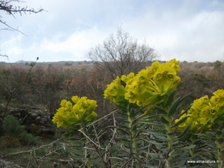conco di Liricio-24-03-2013 10-43-28